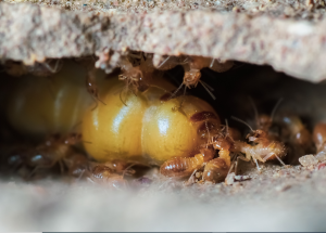 Consequences of Termite Infestation
